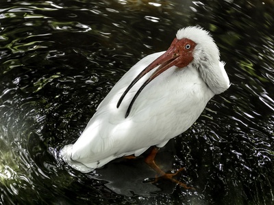 White Ibis
