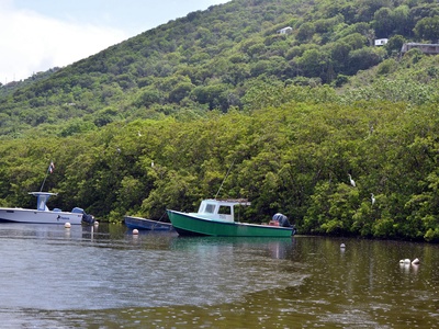 White mangrove