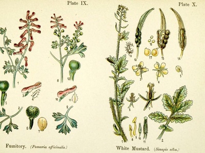 White Mustard