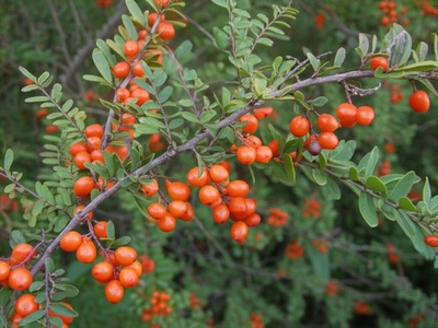 White Raisin Bush