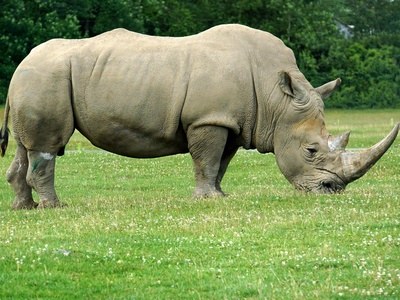 White rhinoceros