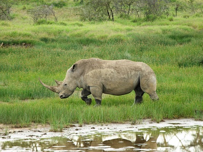 White rhinoceros