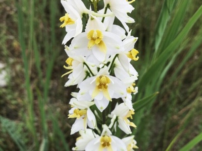 White Rock Larkspur