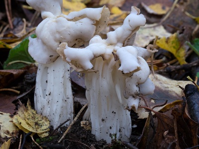White Saddle
