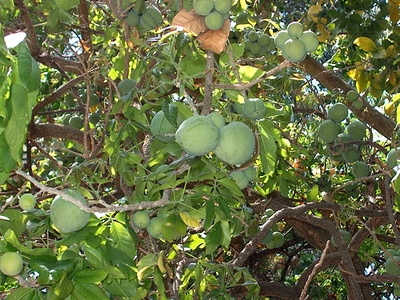 White sapote