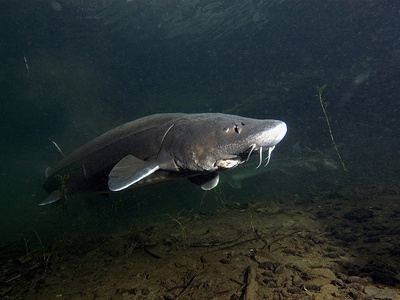 White sturgeon