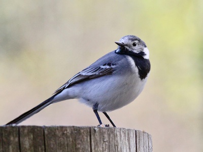 White Wagtail