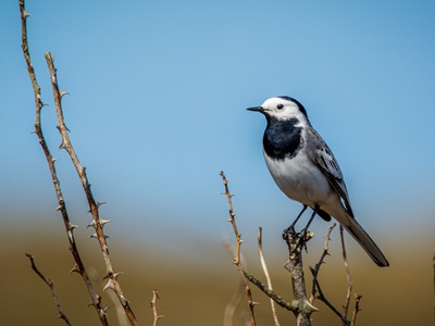 White Wagtail