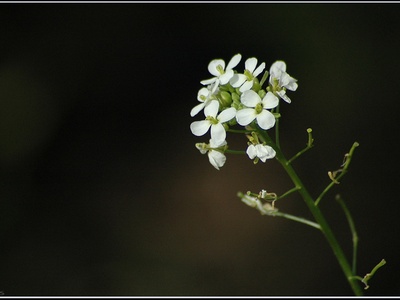 White Wall-rocket