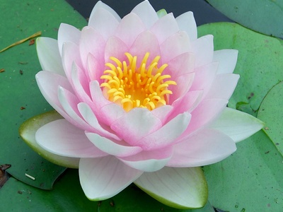 White Water-lily