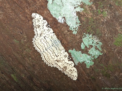 White Witch Moth