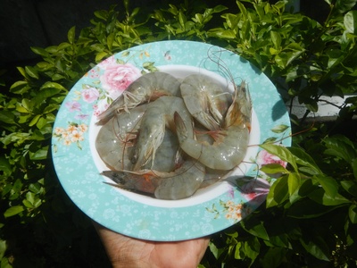 Whiteleg shrimp