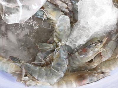 Whiteleg shrimp