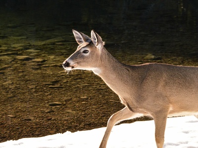 Whitetail Deer