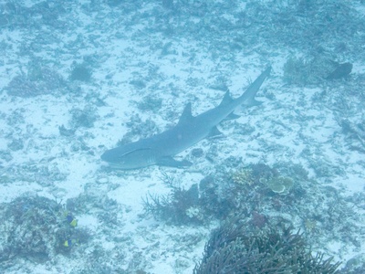 Whitetip Reef Shark