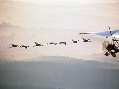 Whooping Crane