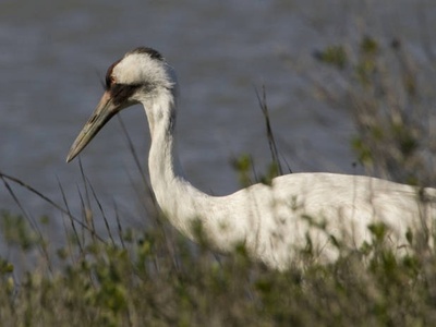 Whooping Crane