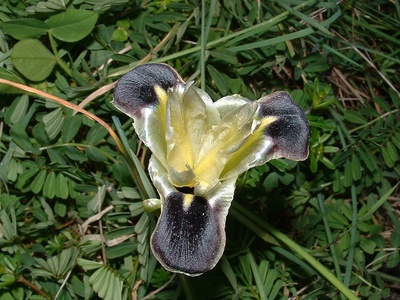 Widow Iris