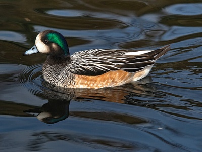 Wigeon