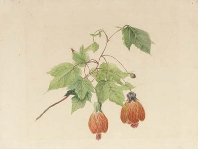 Wild Abutilon