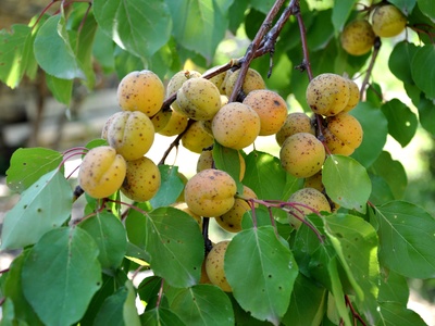 Wild Apricot