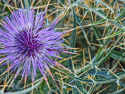 Wild artichoke