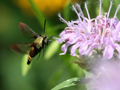 Wild bergamot