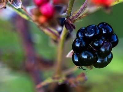 Wild Blackberry