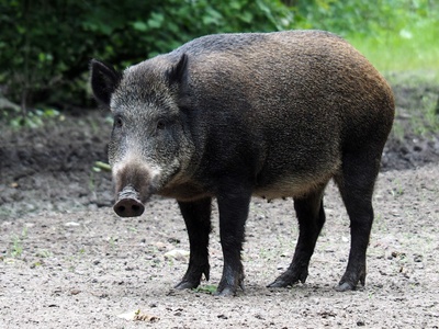 Wild boar