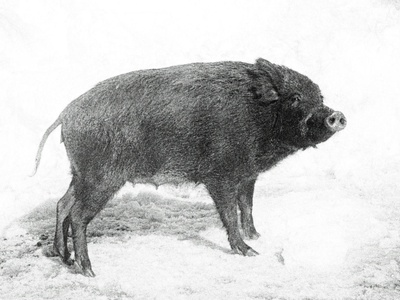 Wild Boar (non-native genotypes)