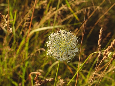 Wild Carrot