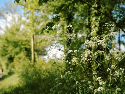 Wild Carrot