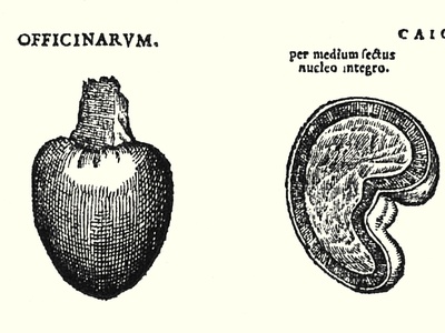 Wild Cashew