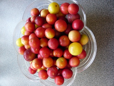 Wild Cherry Plum