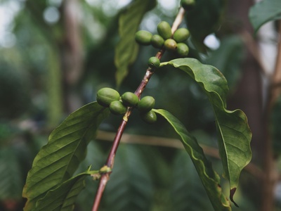 Wild Coffee