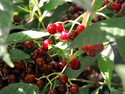 Wild Coffee