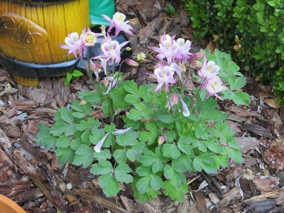 Wild Columbine