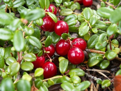 Wild Cranberry