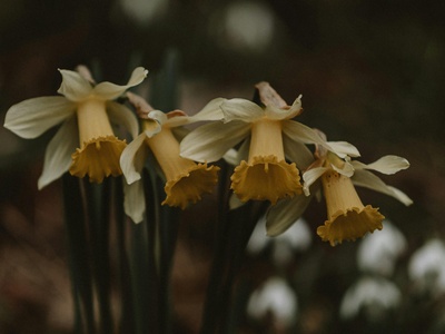 Wild daffodil