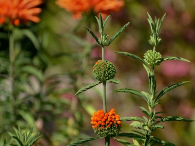 Wild Dagga