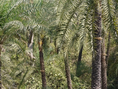 Wild Date Palm