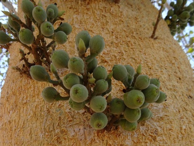 Wild Fig