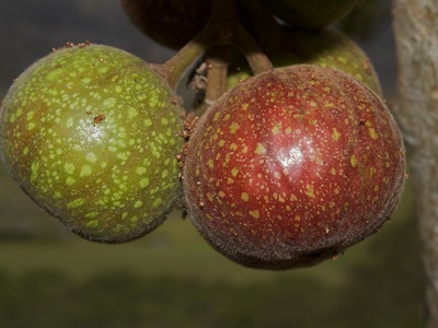 Wild Fig