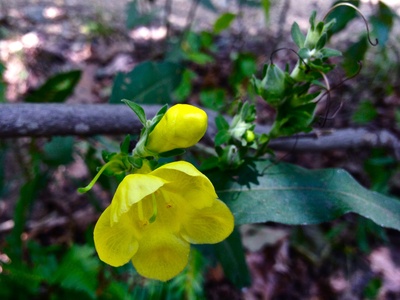 Wild Foxglove