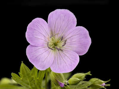 Wild geranium