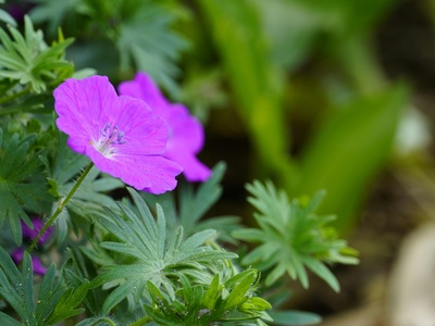 Wild Geranium