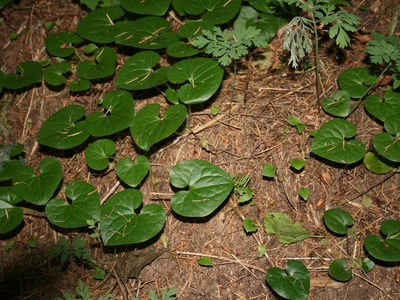 Wild Ginger