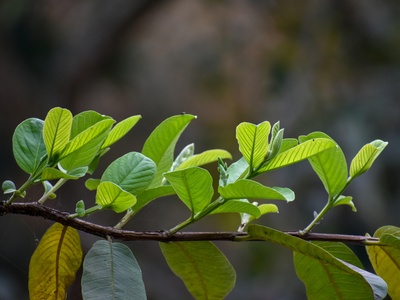 Wild Guava