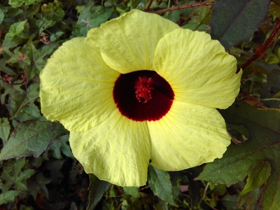 Wild Hibiscus