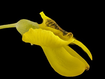 Wild indigo